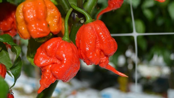 EMBARGOED 11.30pm BST Monday (9-APR-2018 18:30 ET/22:30 GMT)File photo of a  'Carolina Reaper' chilli after an unknown man was left with thunderclap headaches from eating the famous pepper. See National News story NNCHILLI; A man bit off more than he could chew when he tackled the world's hottest chilli the 'Carolina Reaper' and was left with excruciating "thunderclap" headaches. In the first ever recorded case of a chilli causing these types of headaches, the man over the next few days experienced short splitting pains lasting seconds at a time. The 34-year-old had eaten  just one of the chillies at a chilli eating contest. Immediately he began dry heaving and then developed intense neck and head pain starting at the back which then spread across the whole of the head.