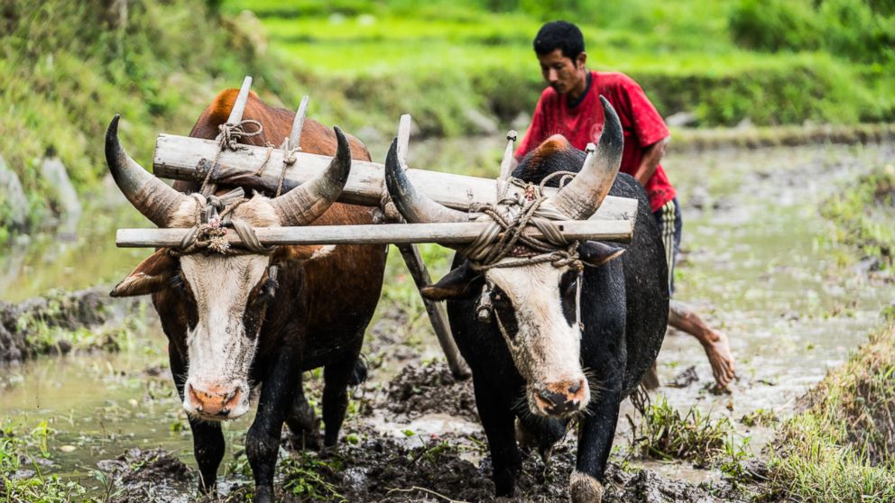 PHOTO: A farmer in the Punakha Valley tills a flooded rice patty in the same way that its been done for hundreds of years: water buffaloes.