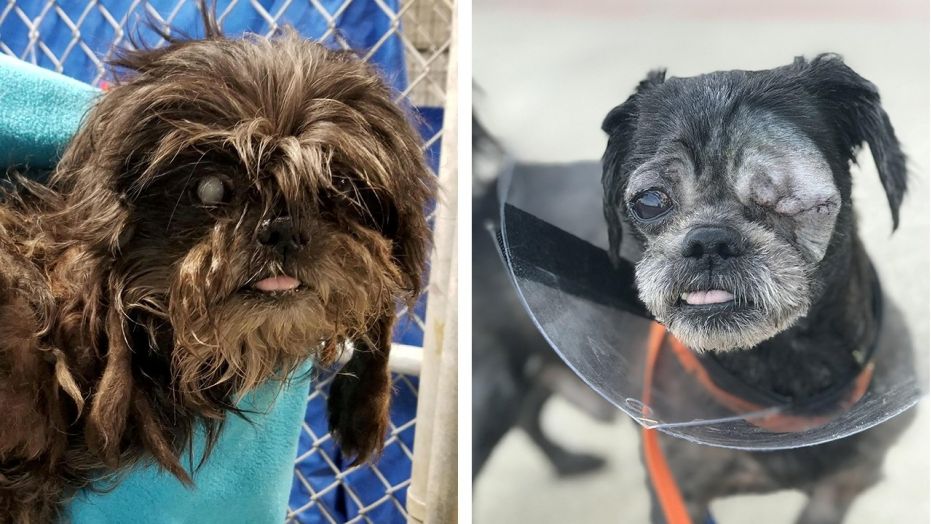 Rumor, pictured before and after his transformation, is awaiting medical clearance before he can be adopted.