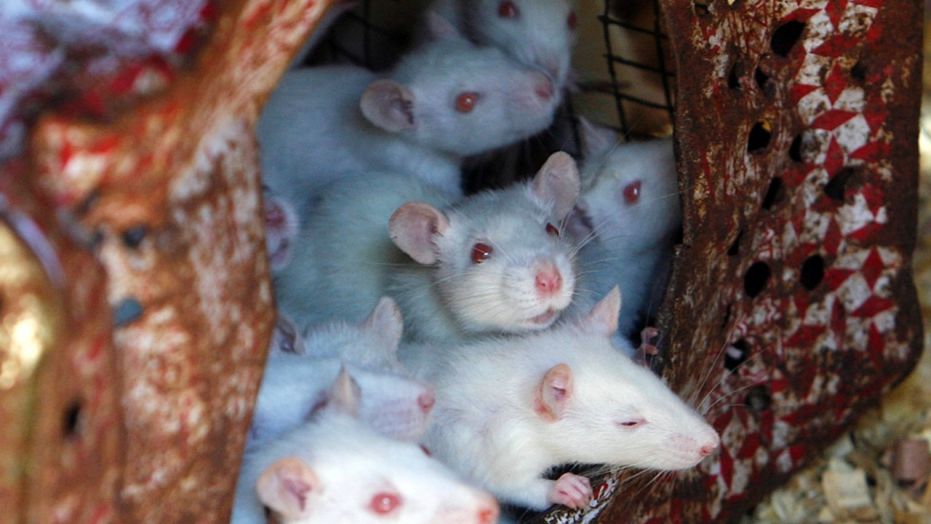 Two new studies reveal the disturbing germs mice in New York City carry.
