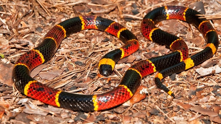A Eastern Coral Snake.