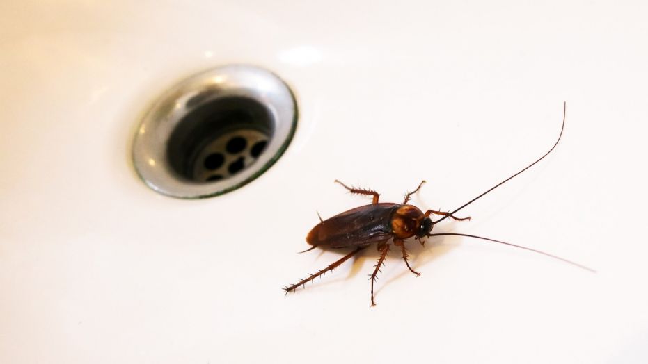 The cockroach, similar to the one pictured above, flew into Katie Holley's ear while she was sleeping.