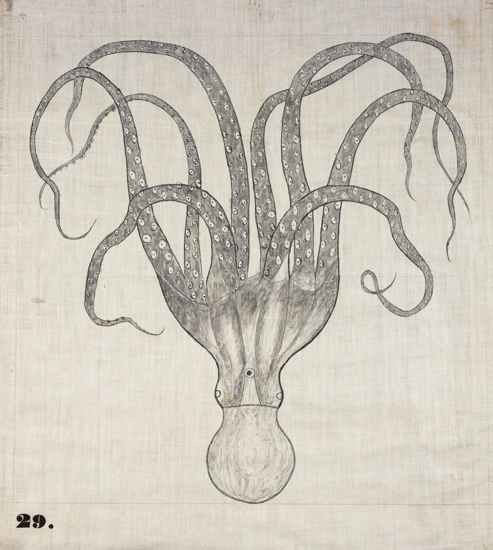 One of Orra White Hitchcock's classroom charts, simply titled "Octopus" (1828&ndash;1840).