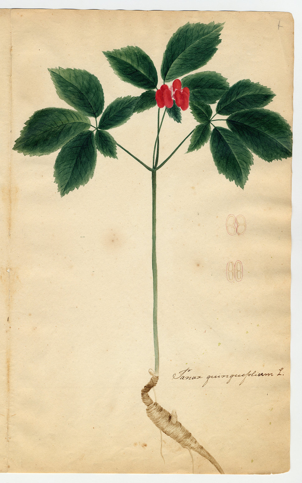 "Herbarium parvum, pictum" (1817&ndash;1821) by Orra White Hitchcock.
