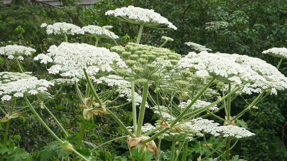 Giant Hogweed, an invasive plant that can cause third-degree burns and permanent blindness, has been found in northern Virginia.