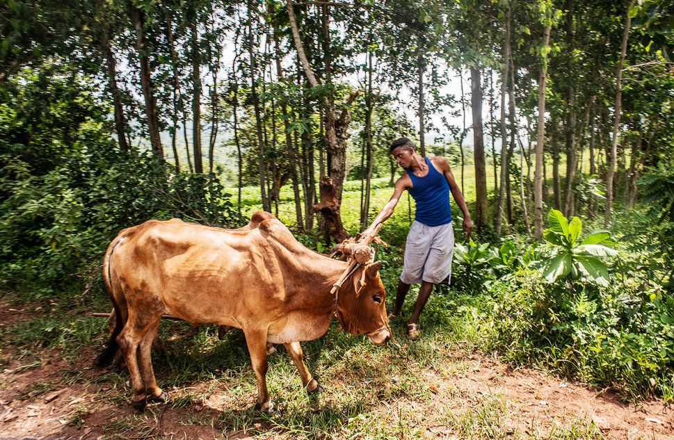 A young farmer and his cattle near the village of Gesabale in southern Ethiopia. As much as 80 percent of Ethiopia&rsquo;s po