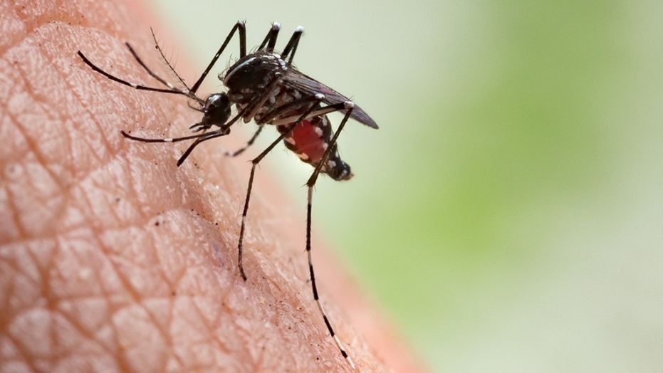 An infected mosquito can spread the West Nile virus. 