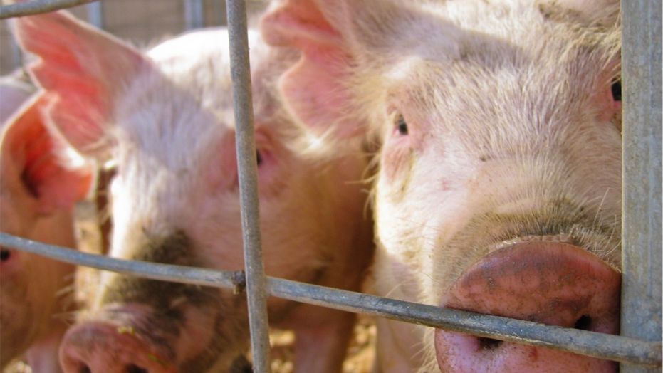 Two children contracted a rare strain of flu after interacting with pigs at a Michigan county fair.