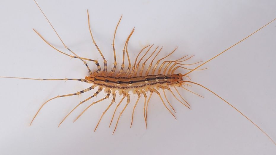 A centipede was likely the cause of the rat lungworm parasite found in the mother and son. 