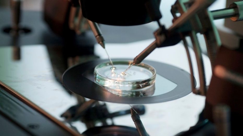 Doctor Katarzyna Koziol injects sperm directly into an egg during IVF procedure called Intracytoplasmic Sperm Injection at Novum clinic in Warsaw
