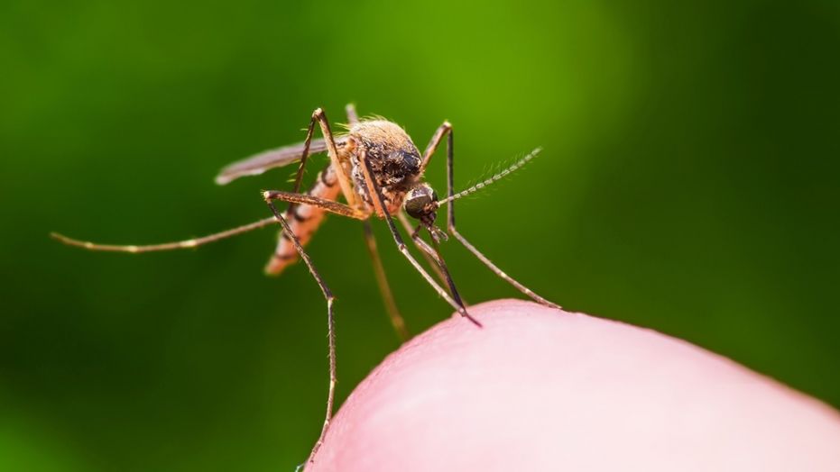 A Michigan resident has been diagnosed with a case of Eastern equine encephalitis (EEE), a mosquito-borne virus that can lead to “lasting brain damage.”