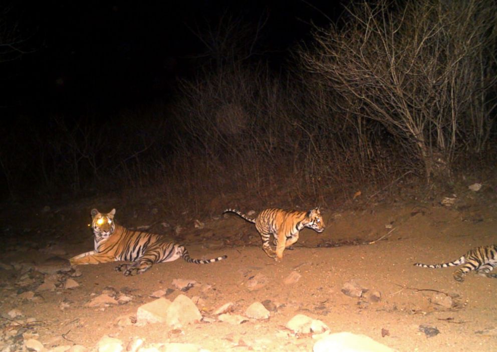 PHOTO: Authorities in Yavatmal, India, are searching for a 6-year-old female tiger, named T1 and photographed by a camera trap, believed to be responsible for the deaths of 13 people.