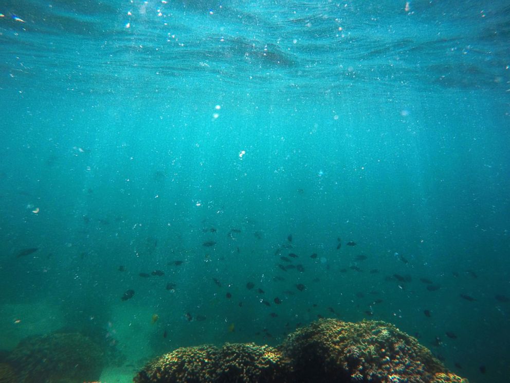 PHOTO: In this Oct. 26, 2015 file photo, fish swim over a patch of bleached coral in Hawaiis Kaneohe Bay off the island of Oahu. Warmer water is repeatedly causing mass global bleaching events to Earths fragile coral reefs.