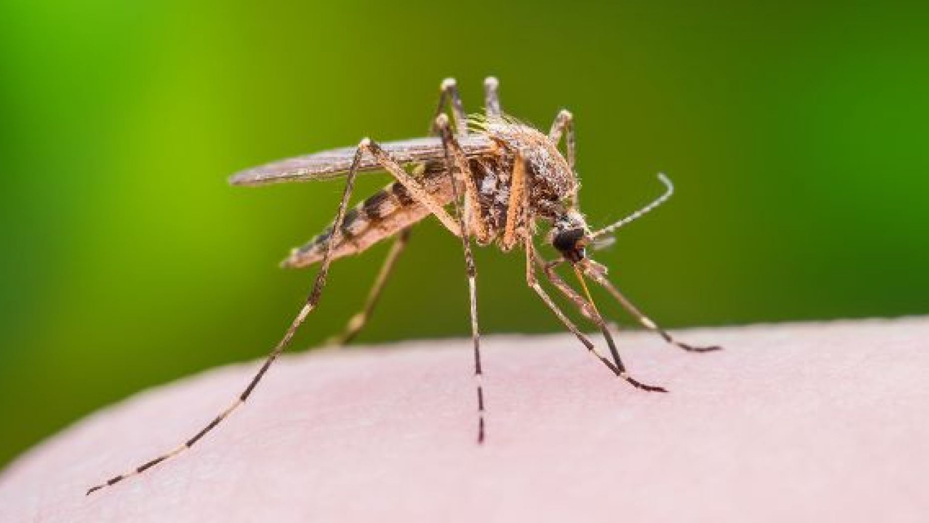 Mosquitoes can spread the West Nile virus.