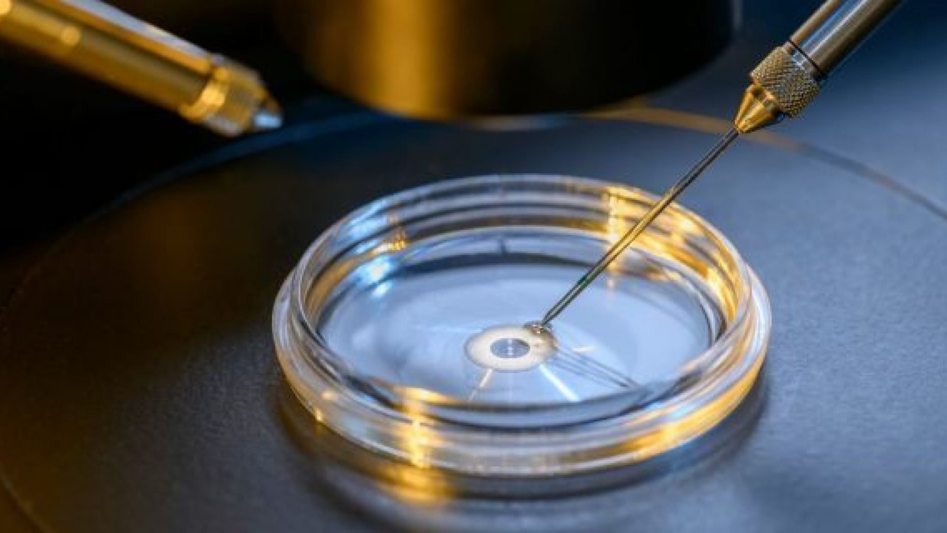 An estimated 8 million babies have been born from IVF worldwide since 1978, according to a report.