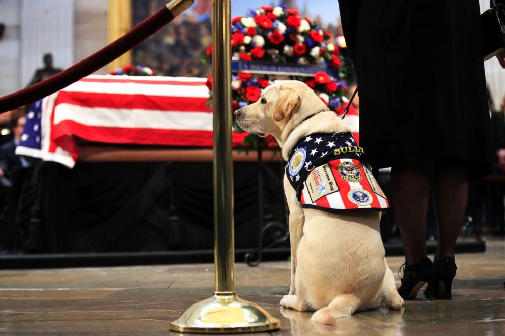 PHOTO: Sully, former President George H.W. Bushs service dog, pays his respect to President Bush as he lies in state at the U.S. Capitol in Washington, Dec. 4, 2018.