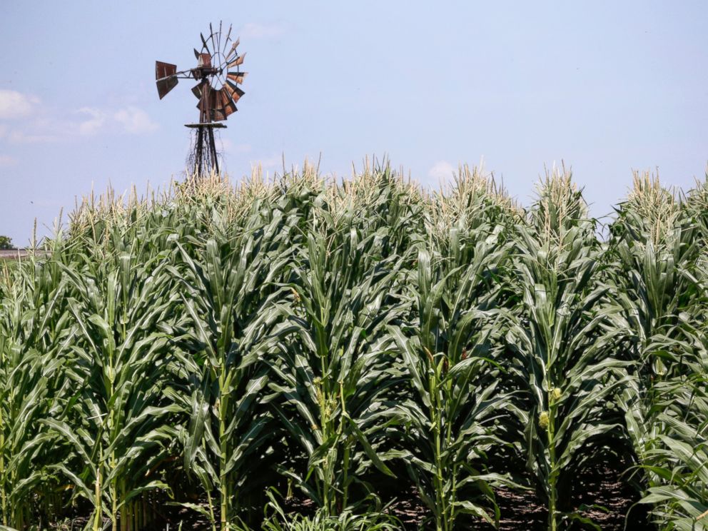 FILE - In this July 11, 2018, file photo, a field of corn grows in front of an old windmill in Pacific Junction, Iowa, The government shutdown could complicate things for farmers lining up for federal payments to ease the burden of President Donald T