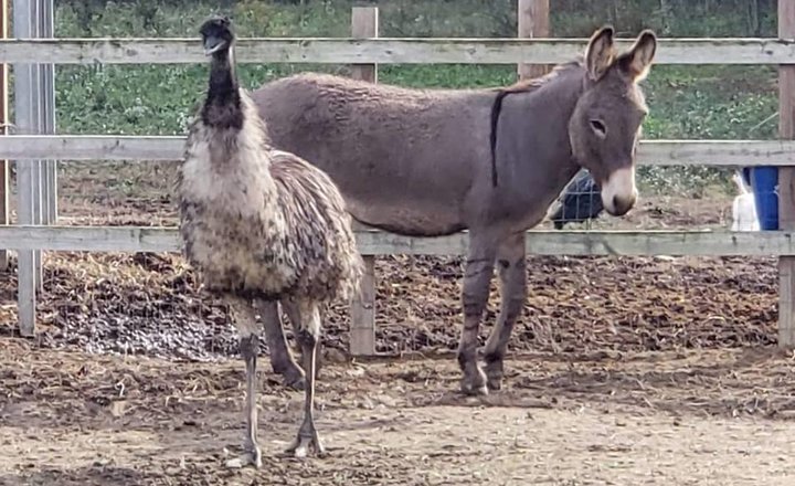 Jack, a male donkey, and Diane, a female emu, are the best of friends.