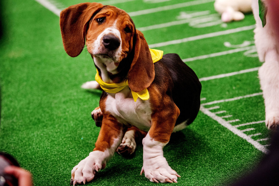 Buford the basset hound.