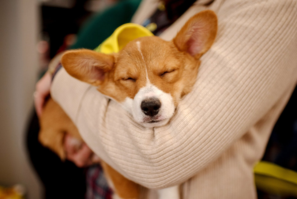 Clara the corgie takes a nap after the filming of Puppy Bowl XV in New York City.