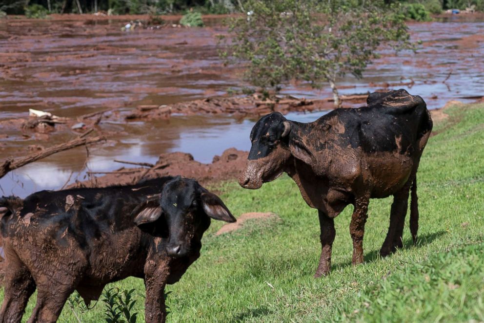 PHOTO: Cattle are covered by mining debris after a mine collapsed near Brumadinho, Brazil, Friday, Jan. 25, 2019.
