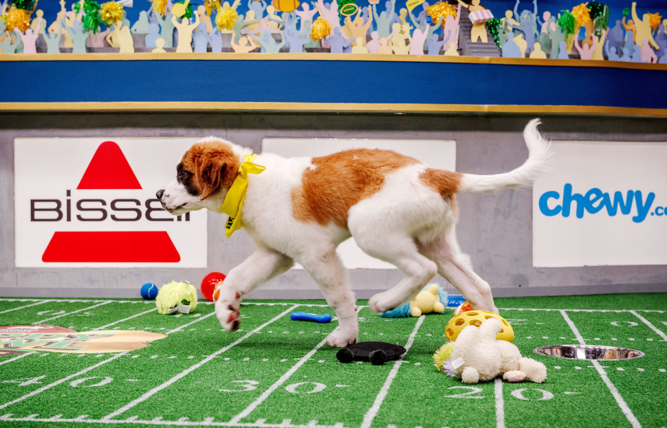 Double touchdown-scoring dog Gallagher during the filming of the Puppy Bowl in New York City on Oct. 16, 2018.