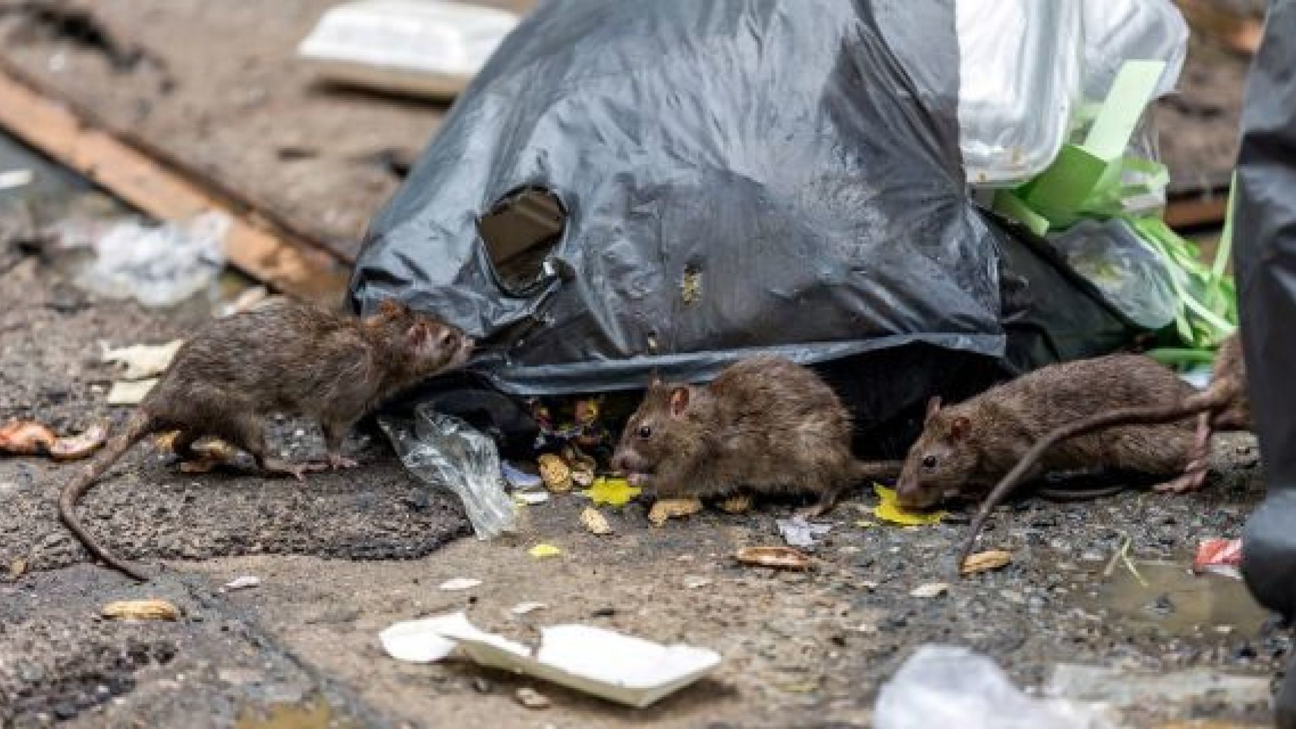 There is no treatment, cure or vaccine for hantavirus infection, and the case-fatality rate can reach 35-50 percent.<br data-cke-eol="1">