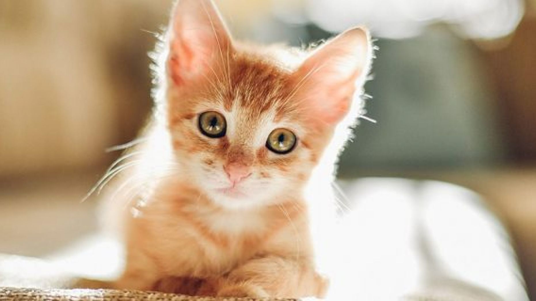 A kitten bite led to a nearly $50,000 medical bill for one Florida woman. (iStock)