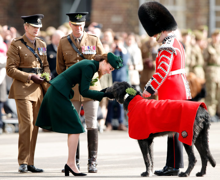The Duchess of Cambridge presents Irish Wolfhound Domhnall, regimental mascot of the Irish Guards, with a sprig of shamrock d