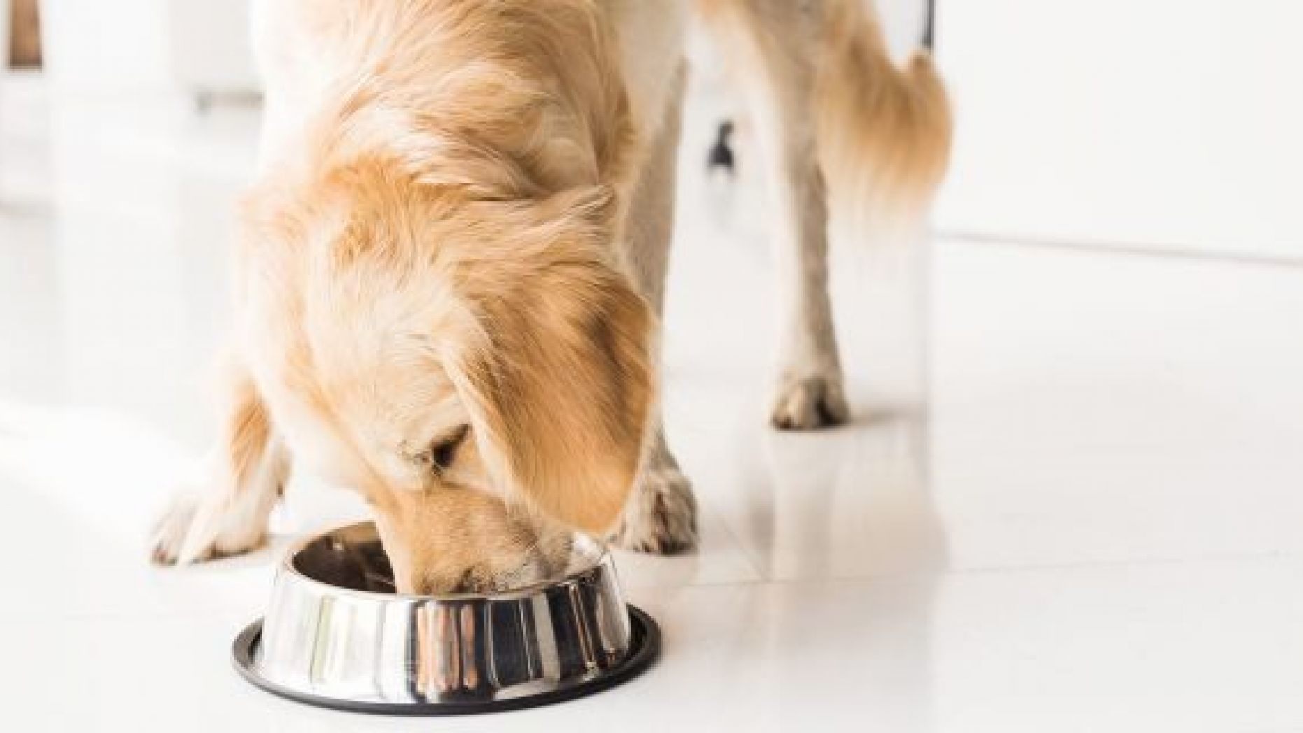 Three lots of Darwin’s Natural Pet Products tested positive for Salmonella, the U.S. Food and Drug Administration said Tuesday. 
