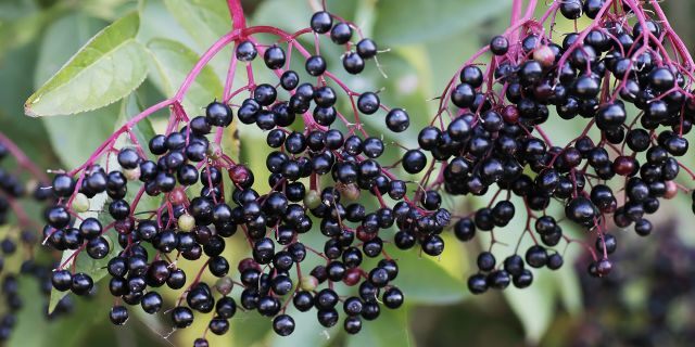 Elderberries can be toxic if not cooked in full.