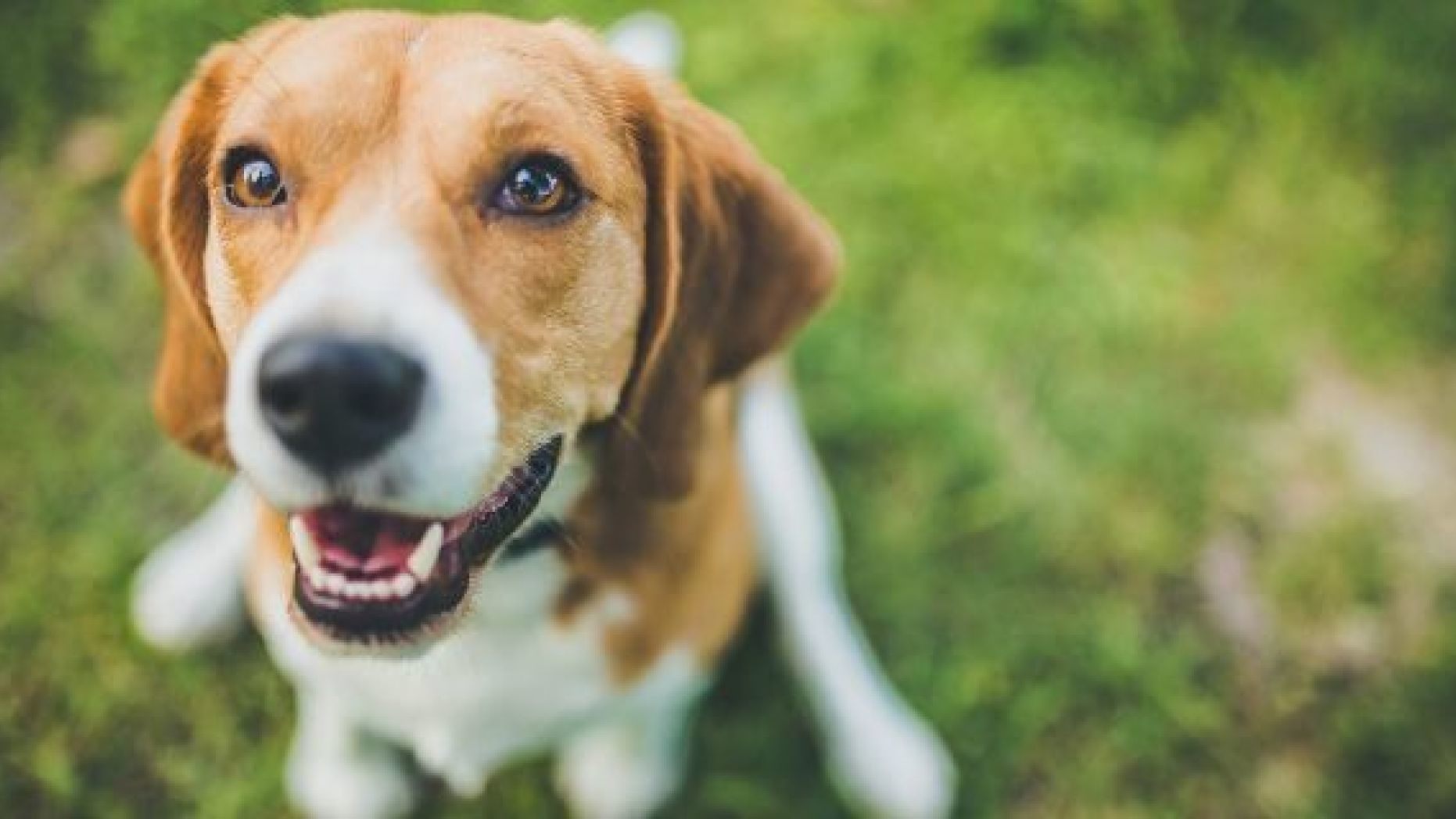A new study presented on Monday has found that beagles can be trained to detect lung cancer from human blood samples with 97 percent accuracy. (Stock image)