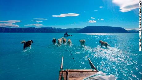 Photo of sled dogs walking through water shows reality of Greenland&#39;s melting ice sheet