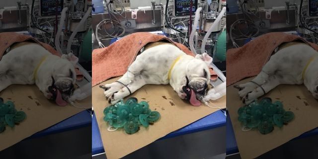 Mortimer rests while sedated on an operating room table after 19 pacifiers were removed from his stomach at the MSPCA's Angell Animal Medical Center in Boston.