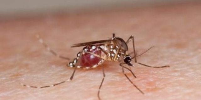Mosquitoes are attracted to people with type O blood, lactic acid, and urea in sweat.