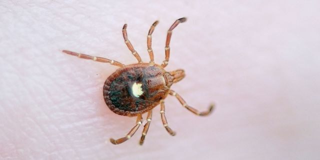 You probably won’t see any visible sign of a tick bite the same day it occurs, especially if the tick is in the nymph stage.