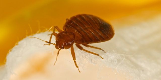 While you may not hear as much about them these days, you’ll still want to know how to recognize the signs of bed bug infestations and identifying bug bites of this type.