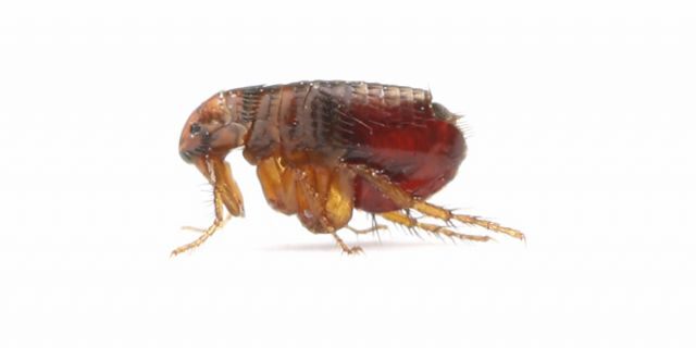 These nasty critters (the fleas, not your pets) cause painful and irritating bites and can even transmit tapeworm.
