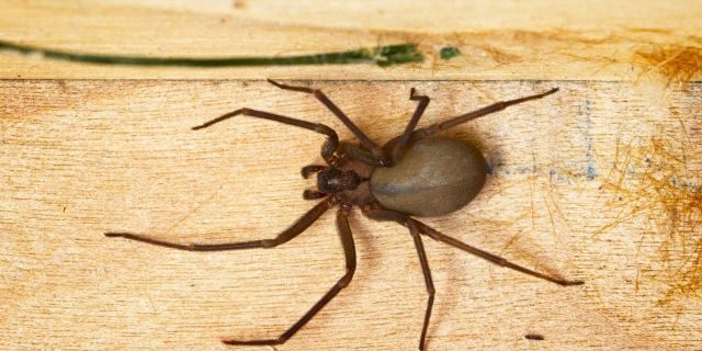 If you disturbed a brown recluse and it bit you, you may not realize it right away.