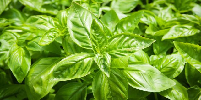 The FDA said in a statement the illnesses are “potentially linked to fresh basil exported by Siga Logistics de RL de CV located in Morelos, Mexico.” The company has agreed to voluntarily recall its basil due to the outbreak. <br data-cke-eol="1">