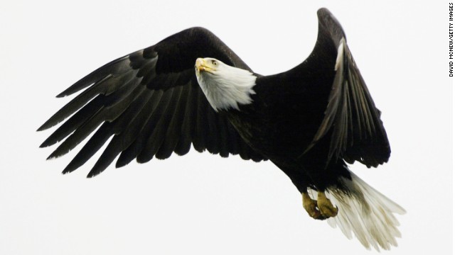 A bald eagle flies over Prince William Sound in Alaska. The birds can have a wingspan of over eight feet.
