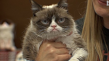 In 7 years, Grumpy Cat accomplished more than most people do in a lifetime