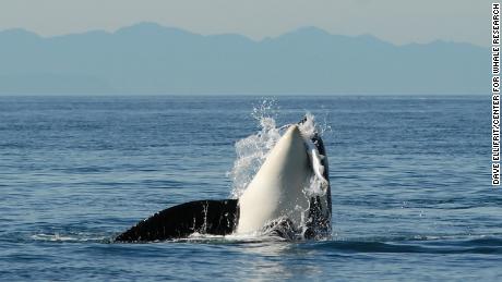 L84 was the last of a female lineage of 11 whales, 10 of whom have died.