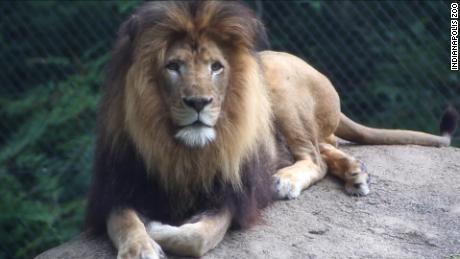 Lioness kills the father of her 3 cubs at Indianapolis Zoo 