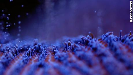 Close-up of the pillar coral. 