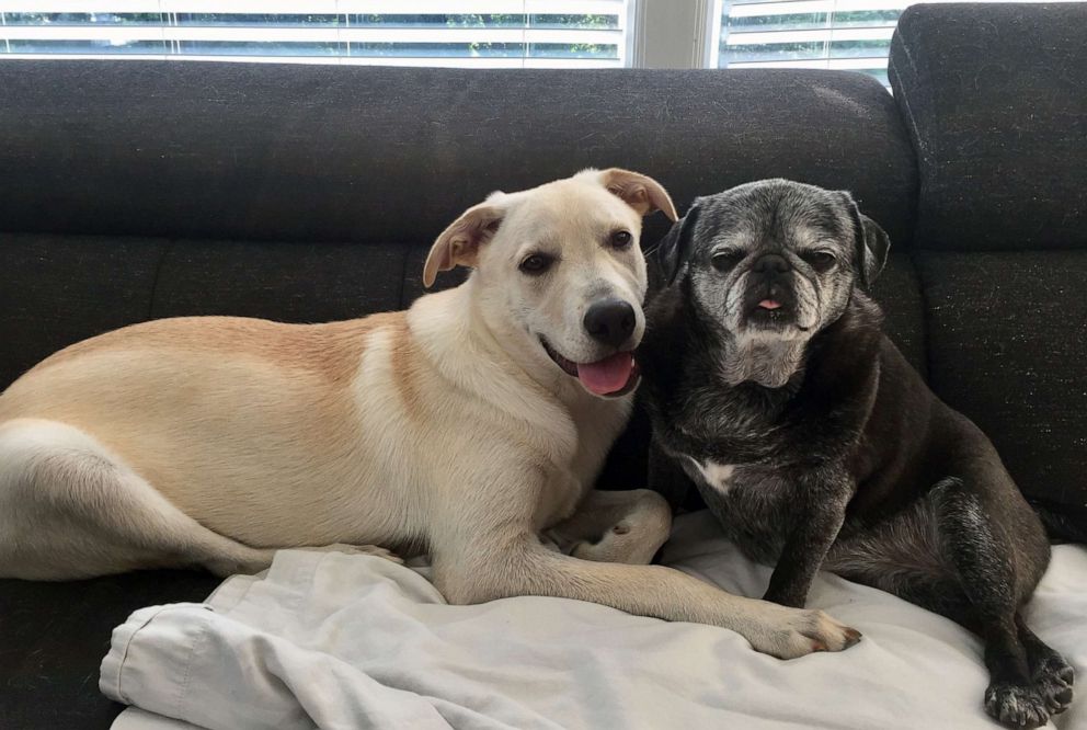 PHOTO: Earlier this year the Kruegers adopted an Anatolian Shepherd named Sander, pictured here with their pug Kissy, from an Iowa-based rescue.
