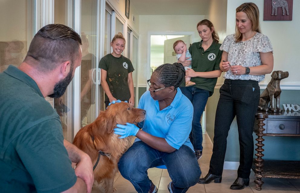 PHOTO: A Veterinary Medical Officer with the USDA inspects a 4-year-old Golden retriever at Farmsteads Puppy Paradise in Southern Maryland, June 18, 2018.