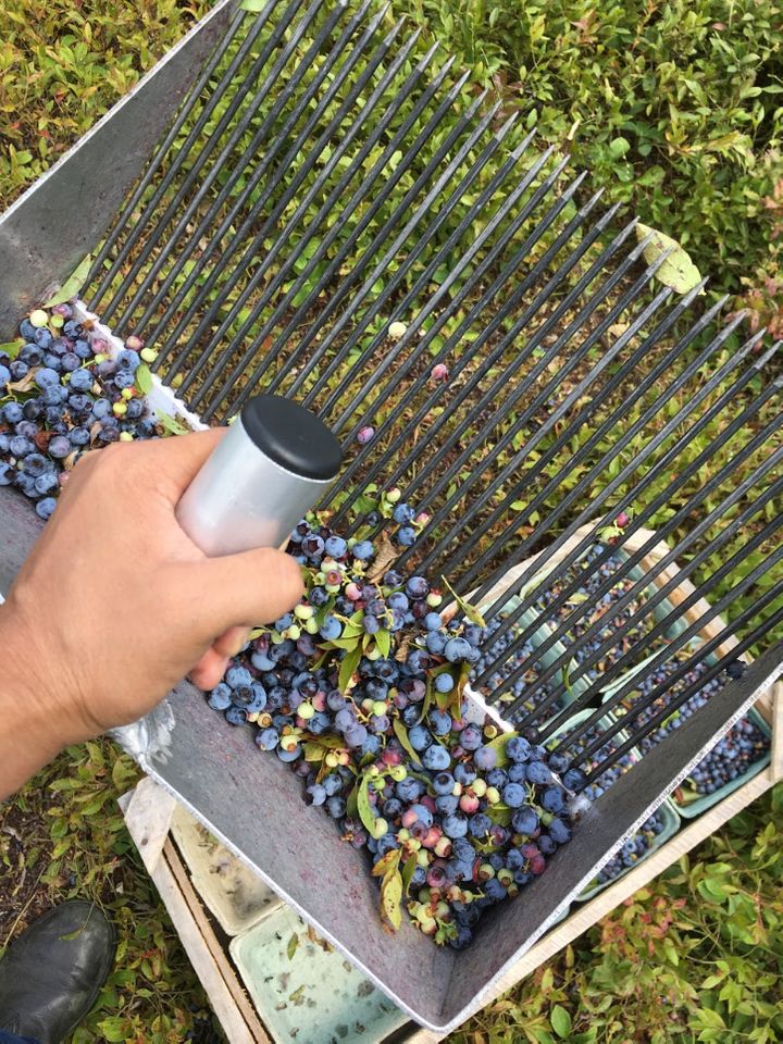 Rakes are used to grab blueberries from the low bushes.