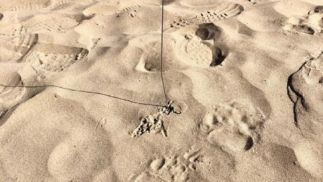 Utah Division of Wildlife Resources officials said they found the bear&#39;s tracks in the sand along the river.