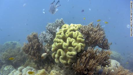 &#39;Dead corals don&#39;t make babies&#39;: Great Barrier Reef losing its ability to recover from bleaching 